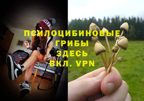 прущие грибы Бронницы