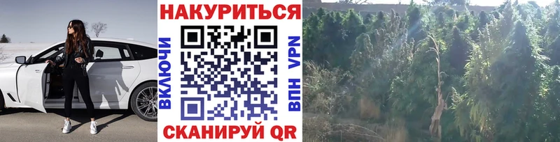 Каннабис индика  Кола 